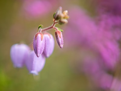 粉红色花瓣的花